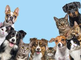Fragancias para Mascotas Variedad