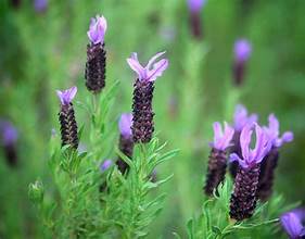 Fragancias Fresh Lavanda (BS)