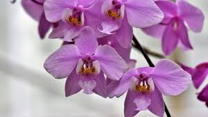 Fragancia Orchid (BS)