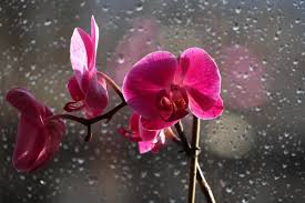 Fragancia Lluvia de Orquideas