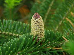 Fragancias Frasier Fir Type(BS)