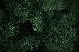 Fragancia Balsam Leaves  (BS)