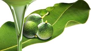 Tamanu Oil
